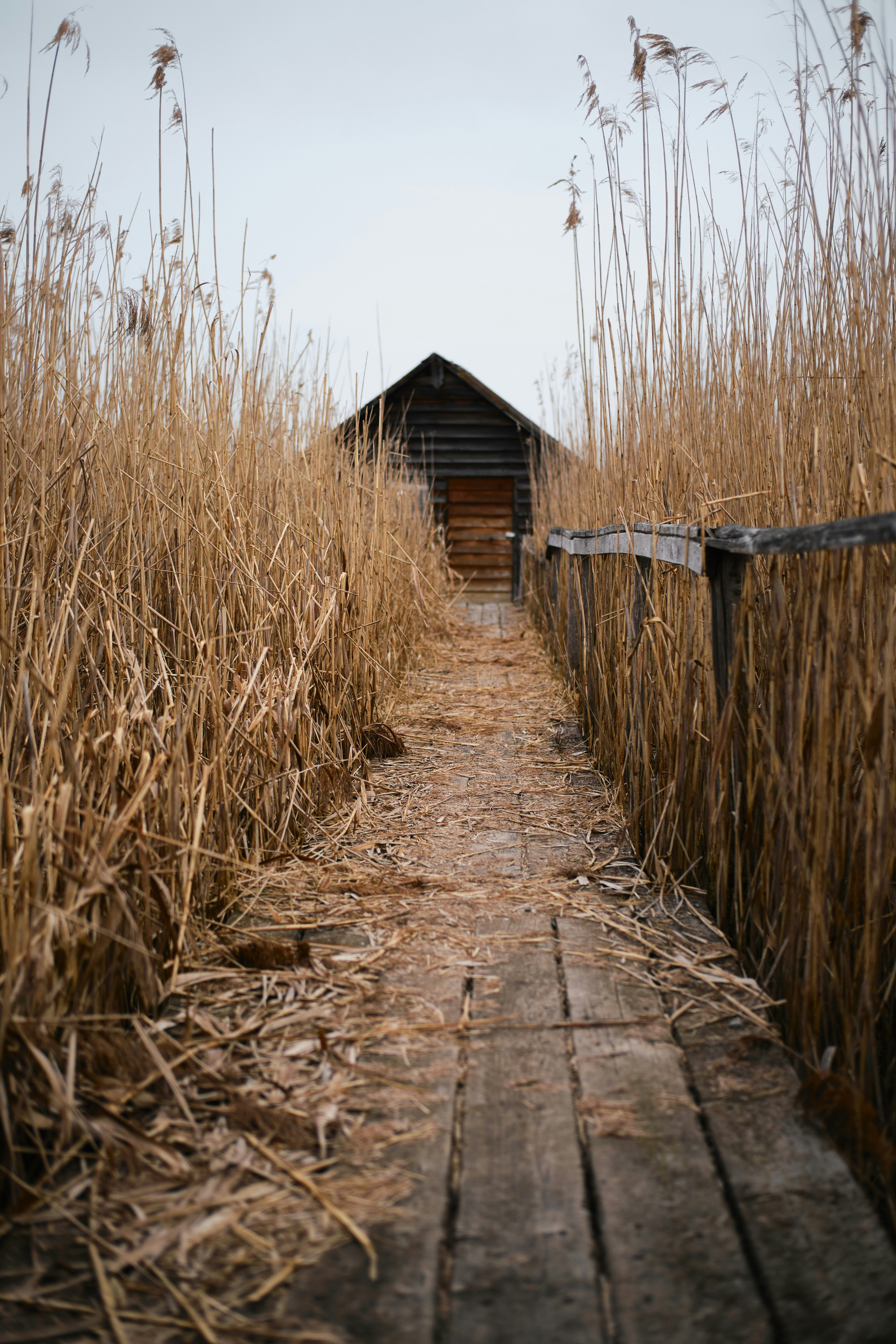 brown wooden dock between brown grass field during daytime